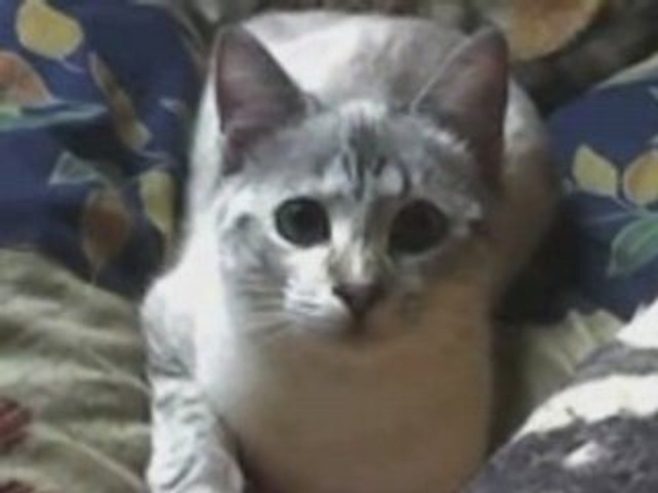 DES CHATS SE FONT TUER !