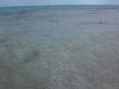 requins pointes noires motu rangiroa