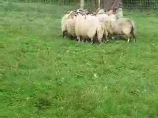 journée au moutons avec comete ,sylver et kiss