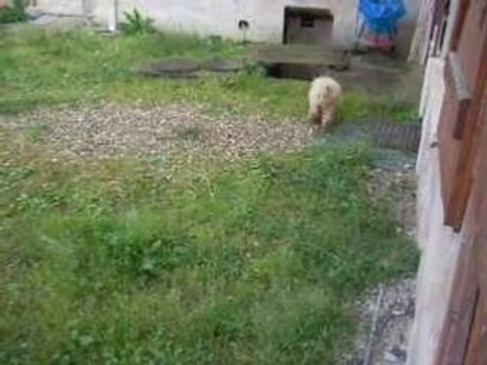 Isis se promene