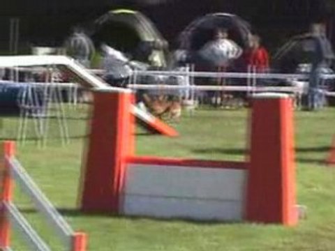 Agility (Open et Degrés de Falck 14-09-2008)
