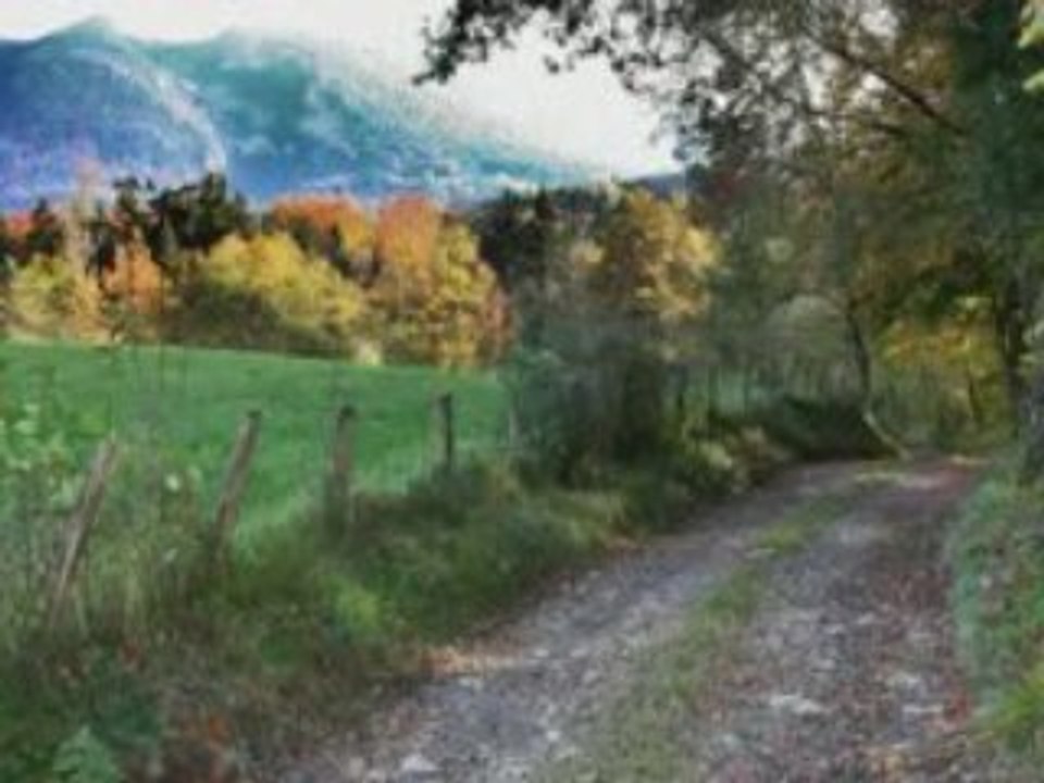 Flanerie en sous-bois