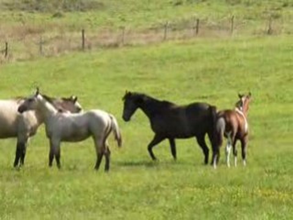 chevaux de westforezfarm