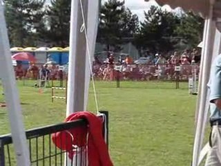 AAC National 2008 Sonic final steeplechase dimanche agility