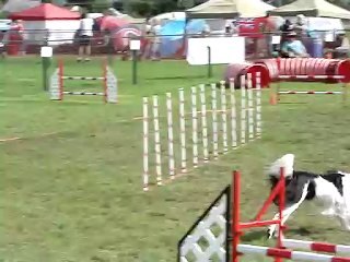 AAC National 2008 Tamy Gambler samedi agility