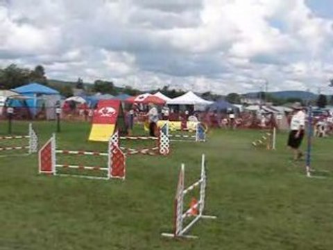 AAC National 2008 Tamy standard samedi agility