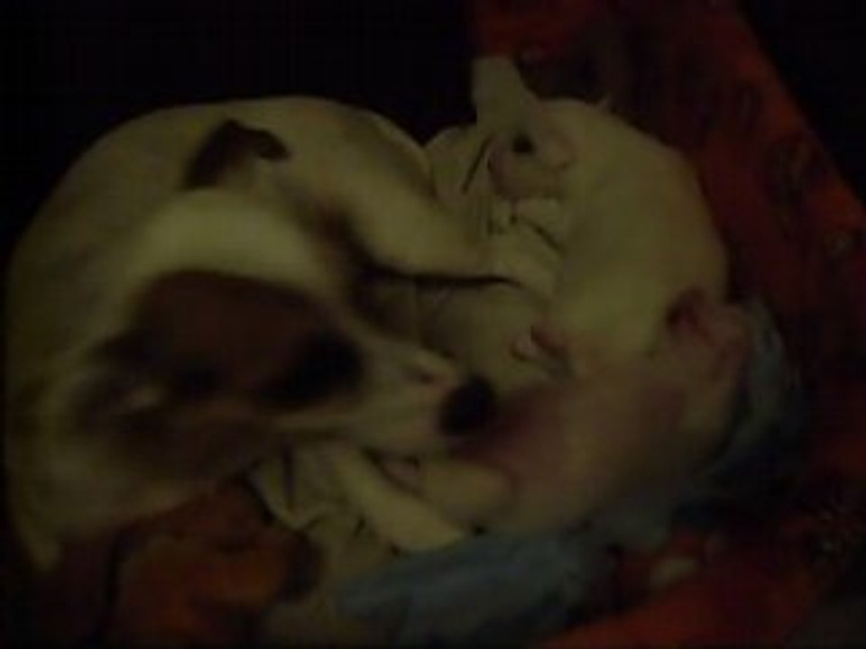 poopsy , et ses petits chiots