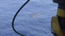 daulphins