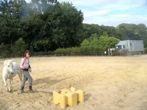 Travail avec nalha en longe sur petite barre