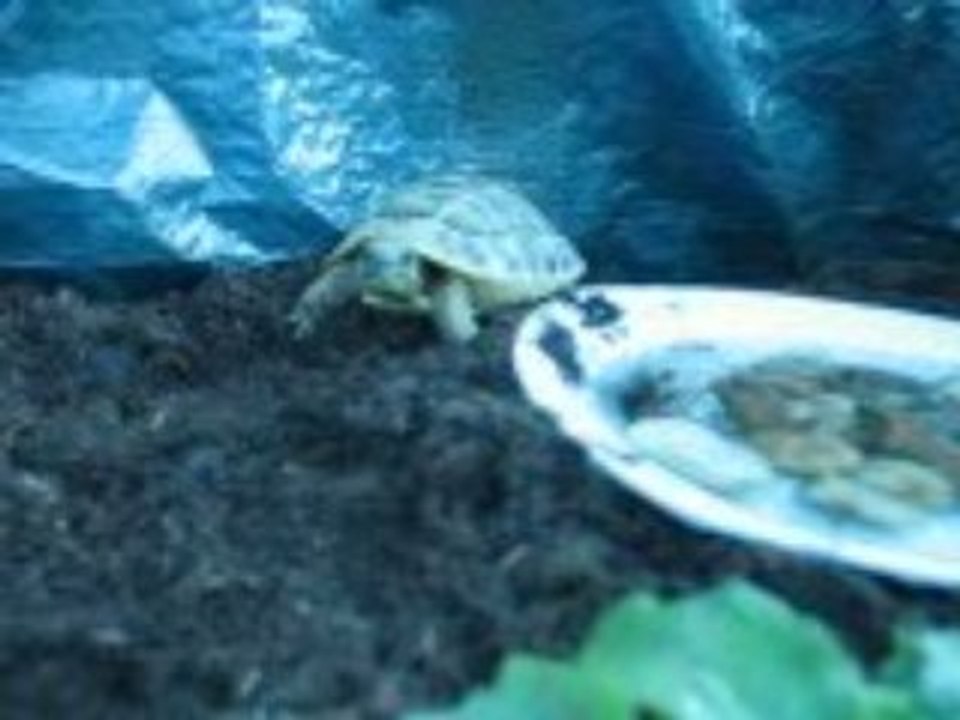 15 sept 2008 habitation Douce 063