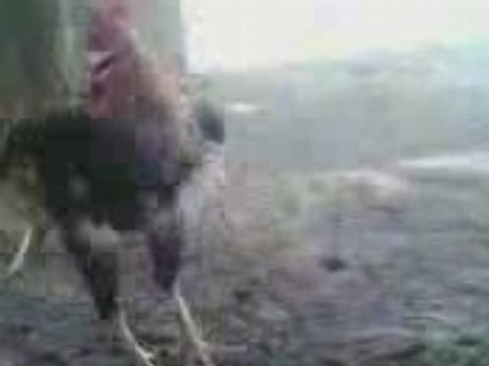 coq qui danse l'3erfa