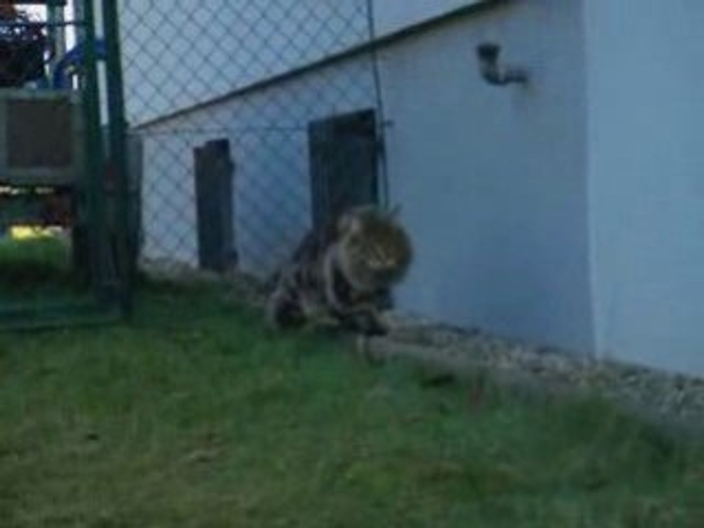 Cloture Pour Les Chats Fugueurs Video Dailymotion