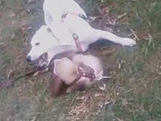 Calyne et Kiki (Ma Jack russell et le furet de frère)