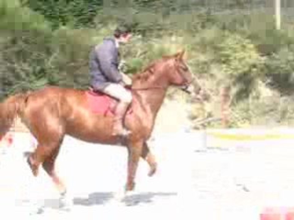 Chevaux