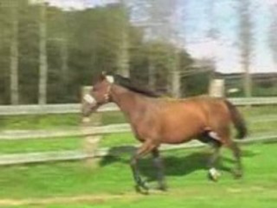 2008-0910 Chevaux divers Web