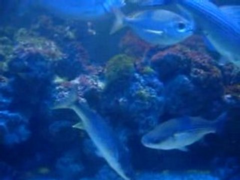 Poissons au musée océanographique de Monaco