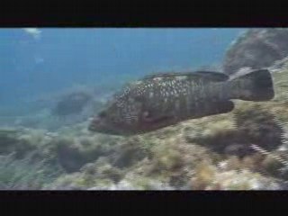 Les mérous de la gabinière