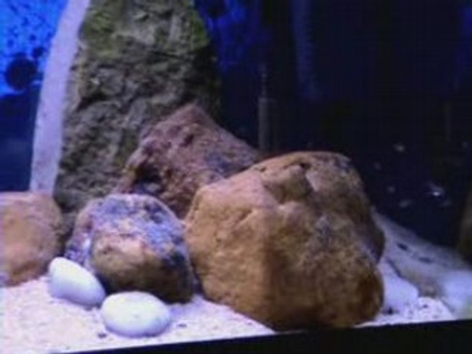 Aulonocara steveni Hai Reef