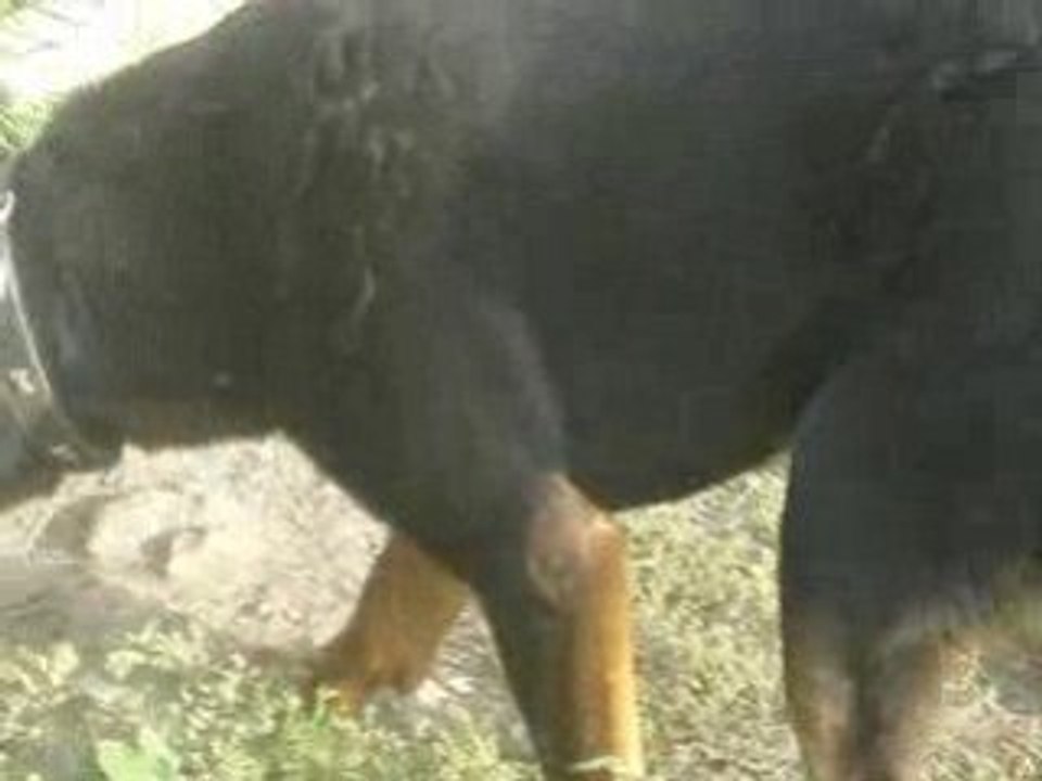 Baxter a adopter