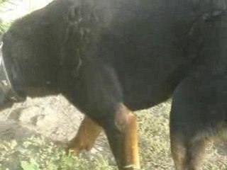 Baxter a adopter