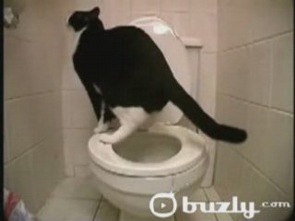 VIDEO FUN Chat trop intelligent marrant