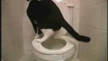 VIDEO FUN Chat trop intelligent marrant