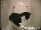 VIDEO DROLE un chat trop malin comique