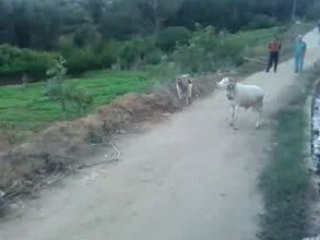 Bejaia Komba,valmaskort