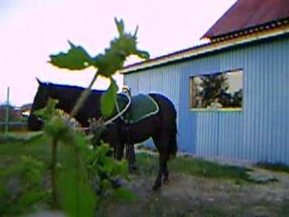 séance de longe freestyle de sonara