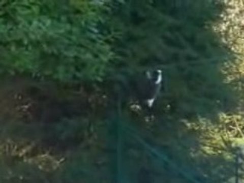 enclos pour chat a Beauvechain