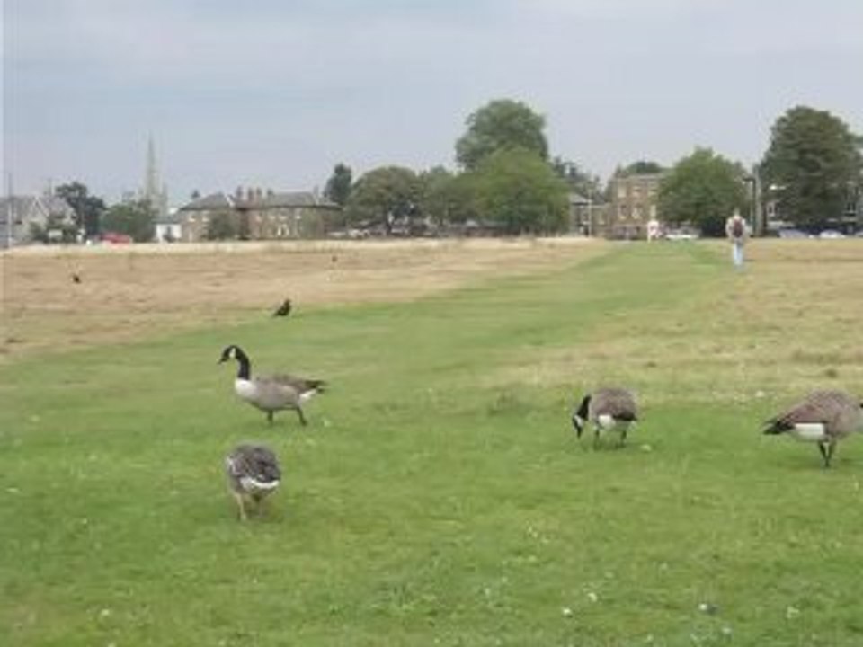 BH ducks 1