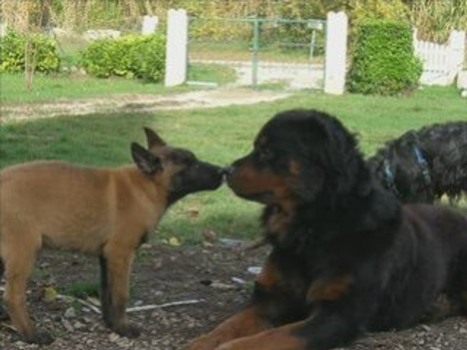 mes chiens molosse et autre