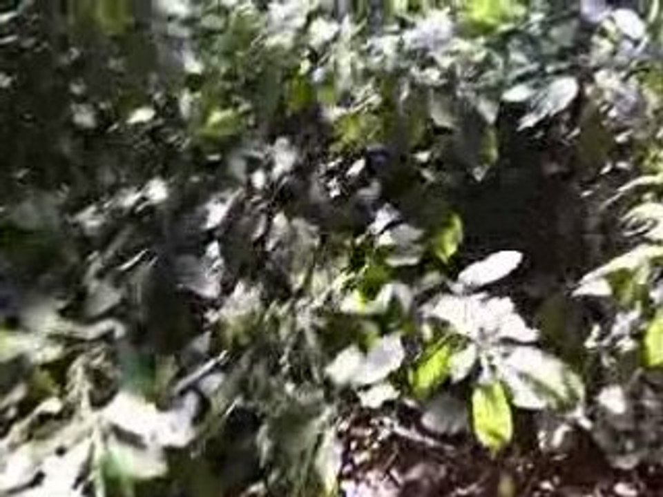 planque du bebar man