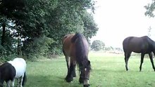 mijne Paarden