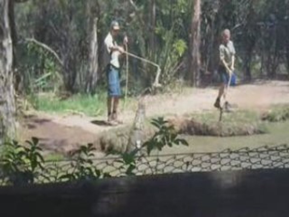 Crocodiles et les autres