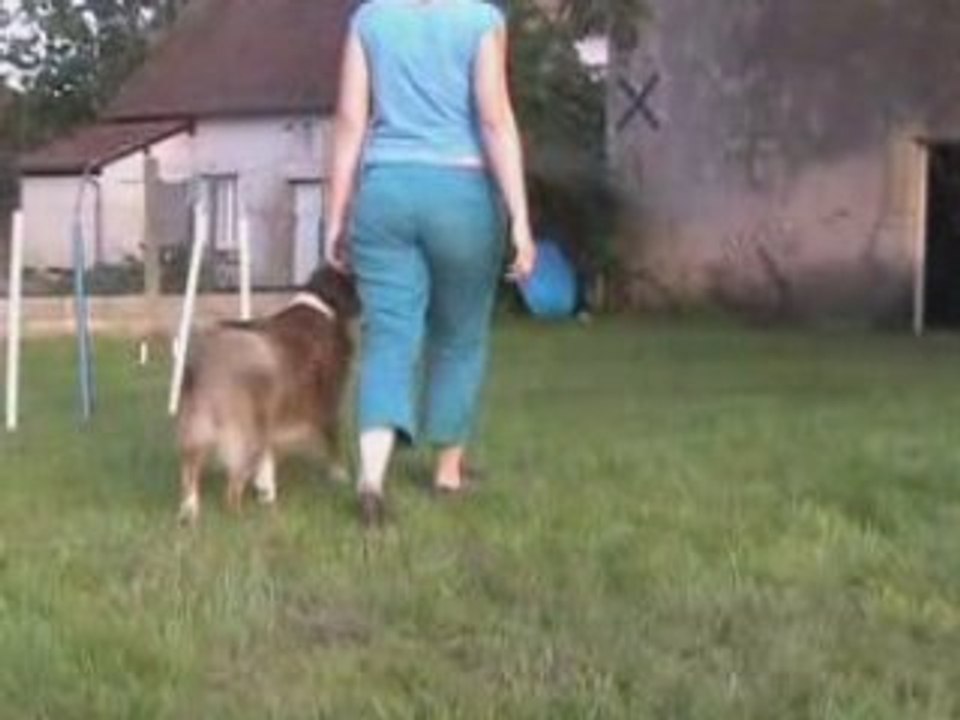 Ce que peut apprendre un chien par le renforcement positif