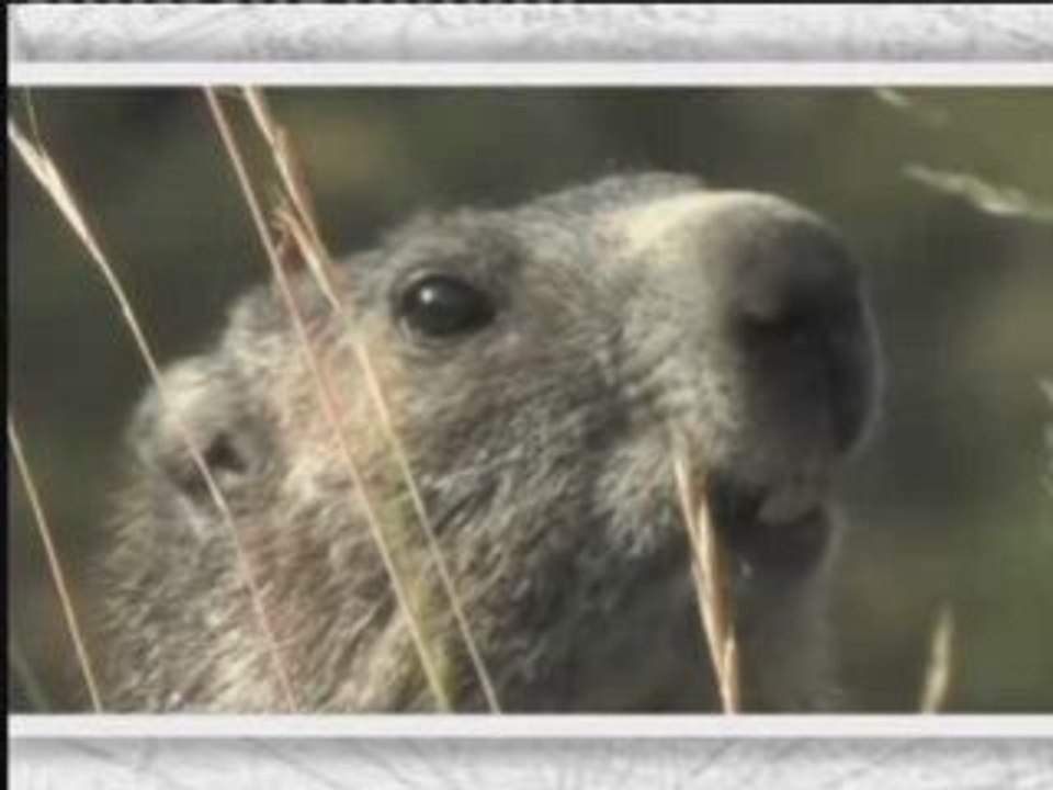 La Marmotte