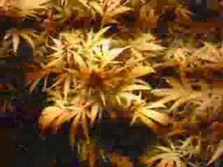 salle de culture 1º generation derniere recolte fin de flo