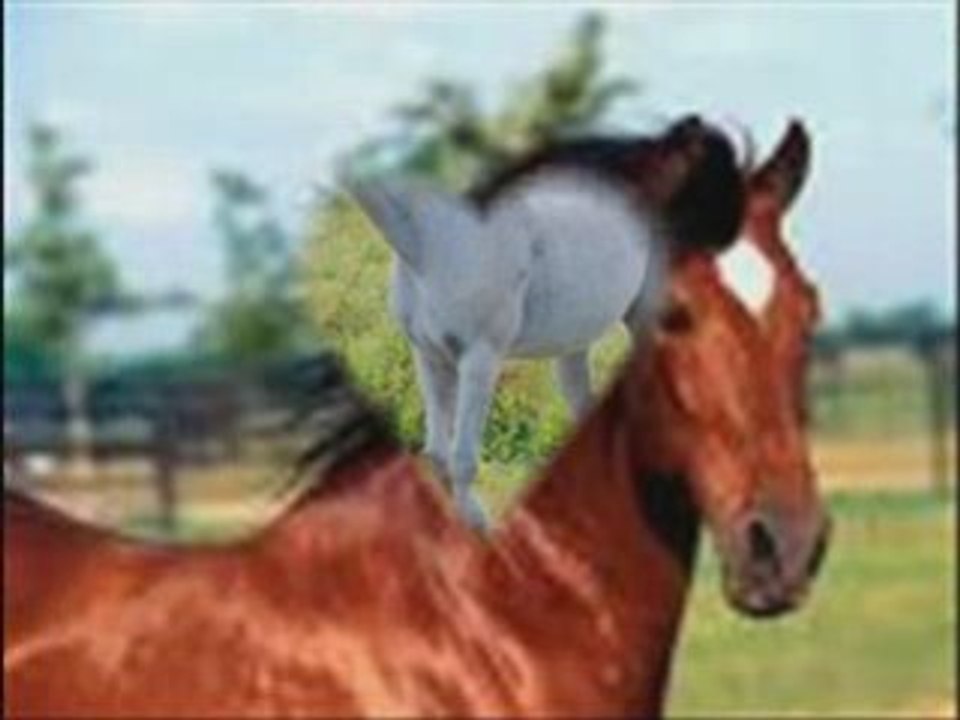 Les chevaux en montages!