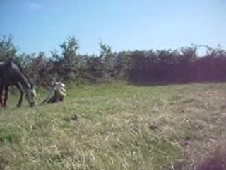 Le 17 septembre travail en licol & cordelette