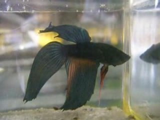 Betta splendens en parure de dominant