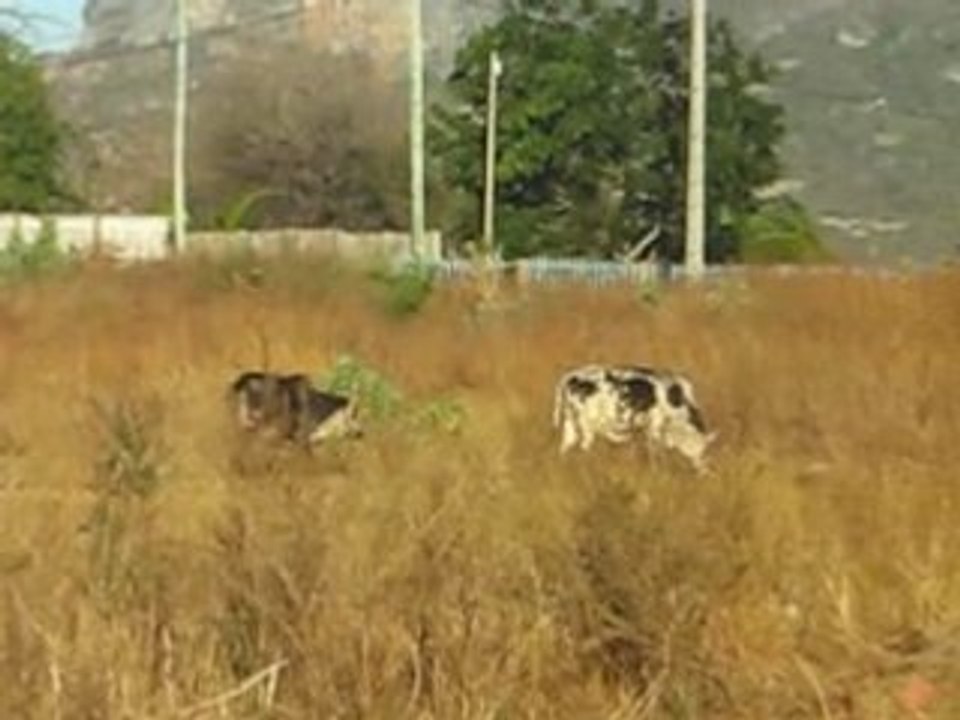 Bubu a madagascar