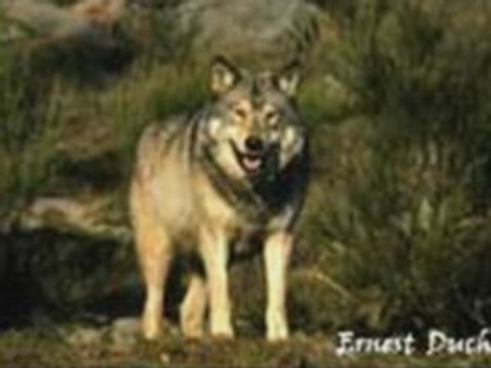 A vava inouva version française