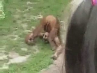 Stupid Animal Tricks