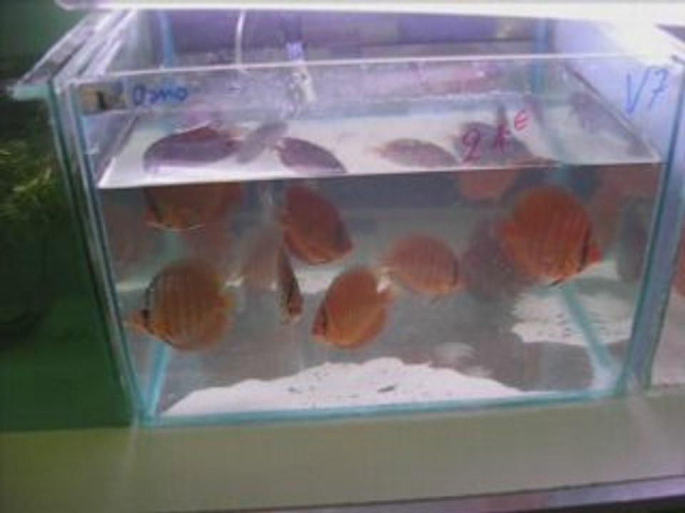 Club des Aquariophiles du centre/ Bourse 2008