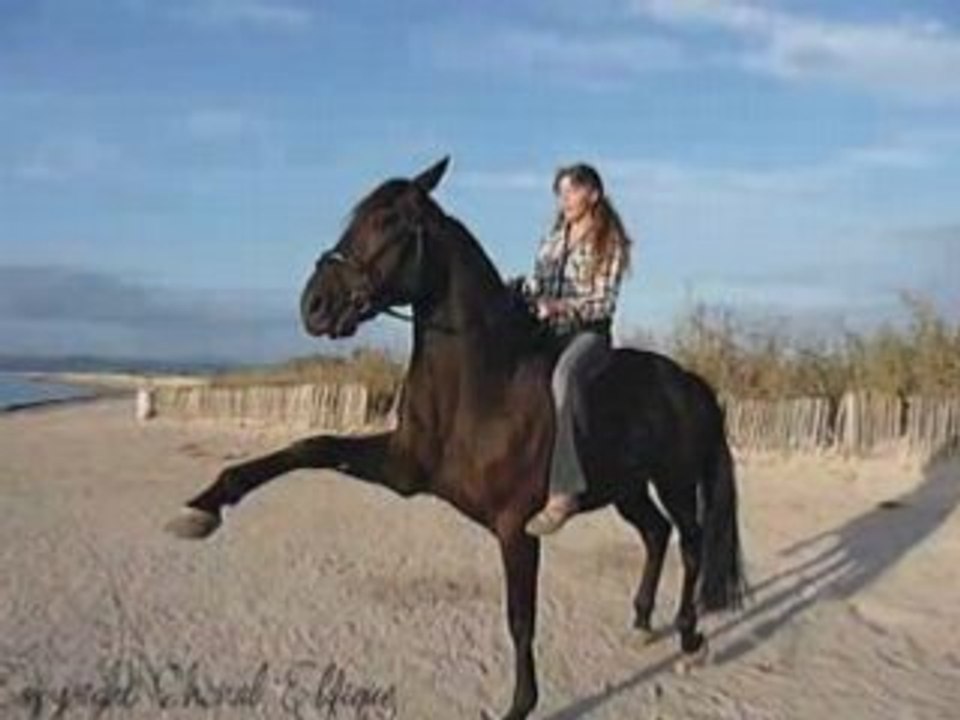 Mon Destrier , Ma Vie , Mon Coeur