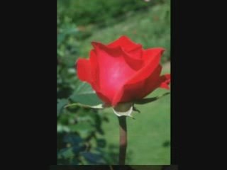 Mehmet Emin Ay Güllere Vurgunum