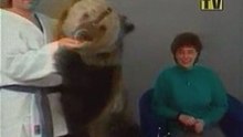 Un ours attaque une femme à la tv VIOLENT