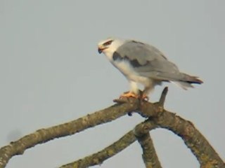 Elanion blanc à Genève