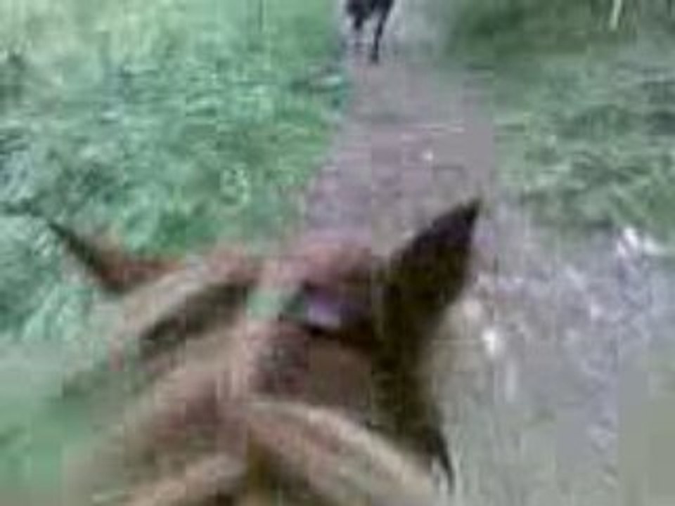 galop ginger